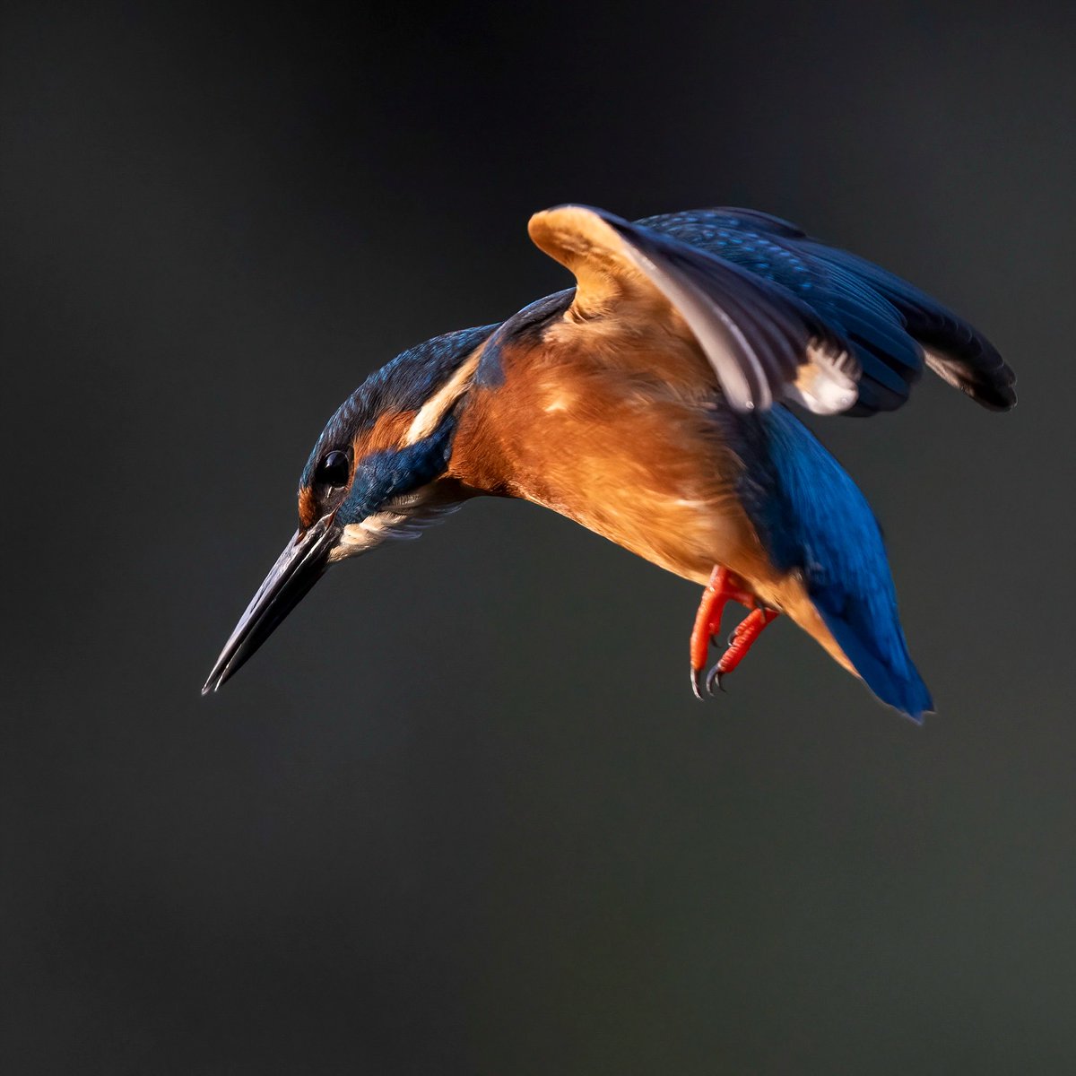 hertskingfisher's tweet photo. Kingfisher captured in early morning sun yesterday. https://t.co/Ox8VTunKSC