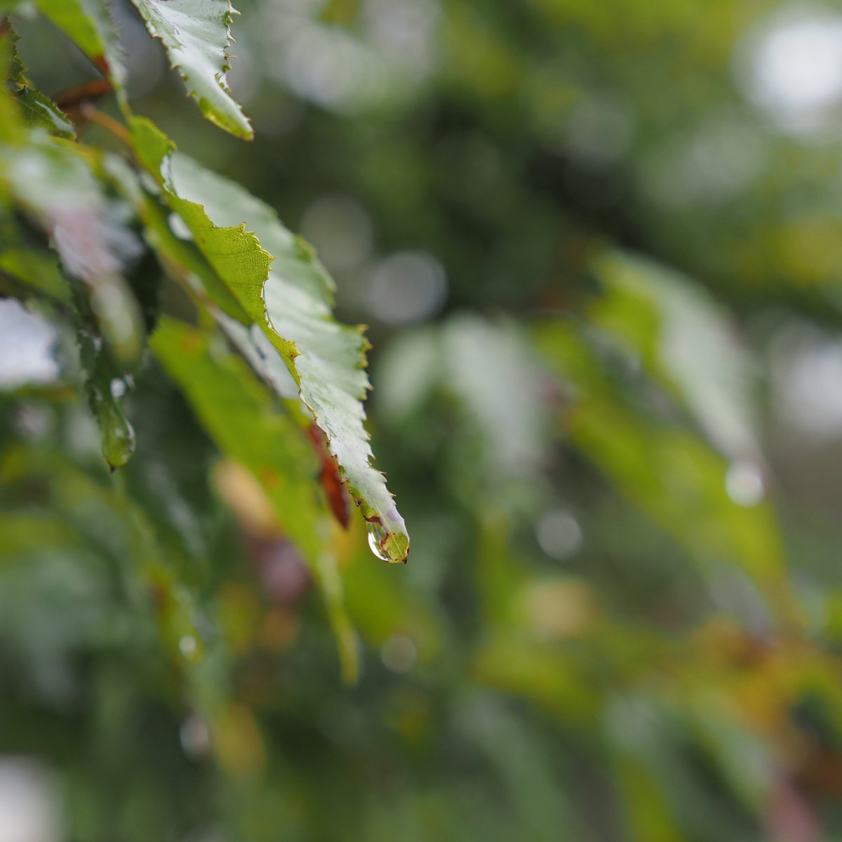 yasupiro13's tweet photo. 雨の日の公園 OM-5 / 20mmF1.4PRO https://t.co/D9edvIRaPQ