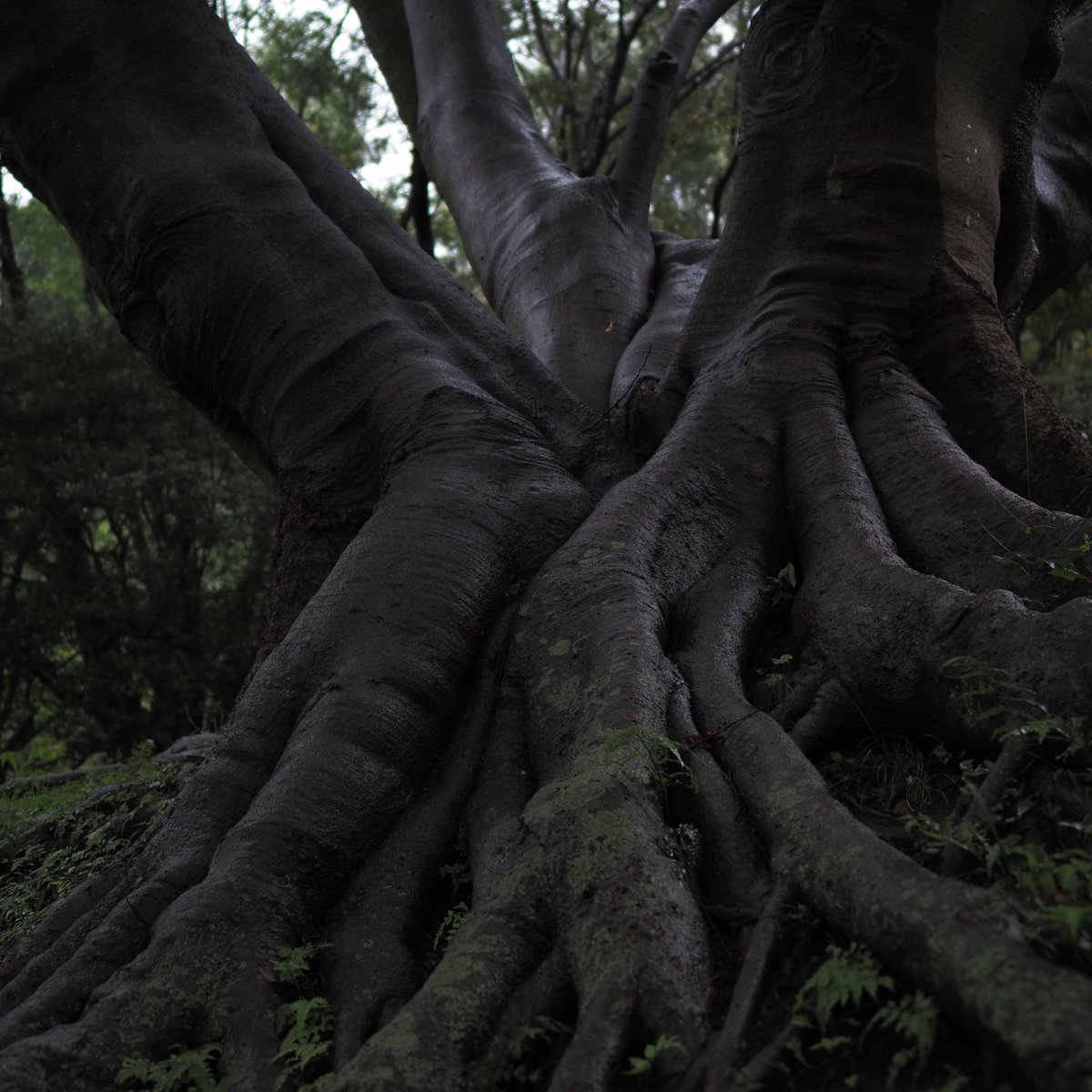 yasupiro13's tweet photo. 雨の日の公園 OM-5 / 20mmF1.4PRO https://t.co/D9edvIRaPQ