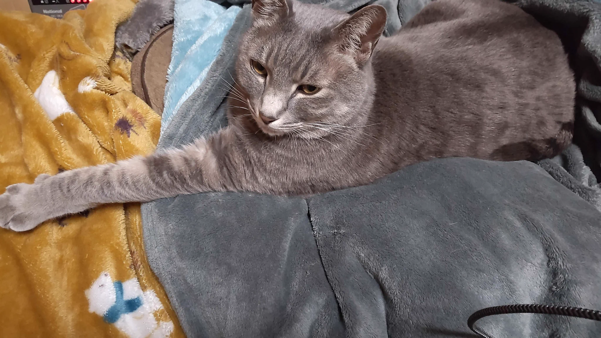 カレー沢 薫 в X: „たまに長い手を見せつけて人間を威嚇する猫ちゃん