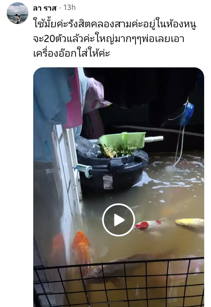 ploypuanggg's tweet photo. คนไทยน่ารักจะบ้าาาา เจอปลาหลุดน้ำท่วมเข้าบ้านมีการกั้นคอกไว้แล้วใส่ท่ออ๊อกซิเจนให้อีกกลัวปลาตาย https://t.co/QNNDsVtygO