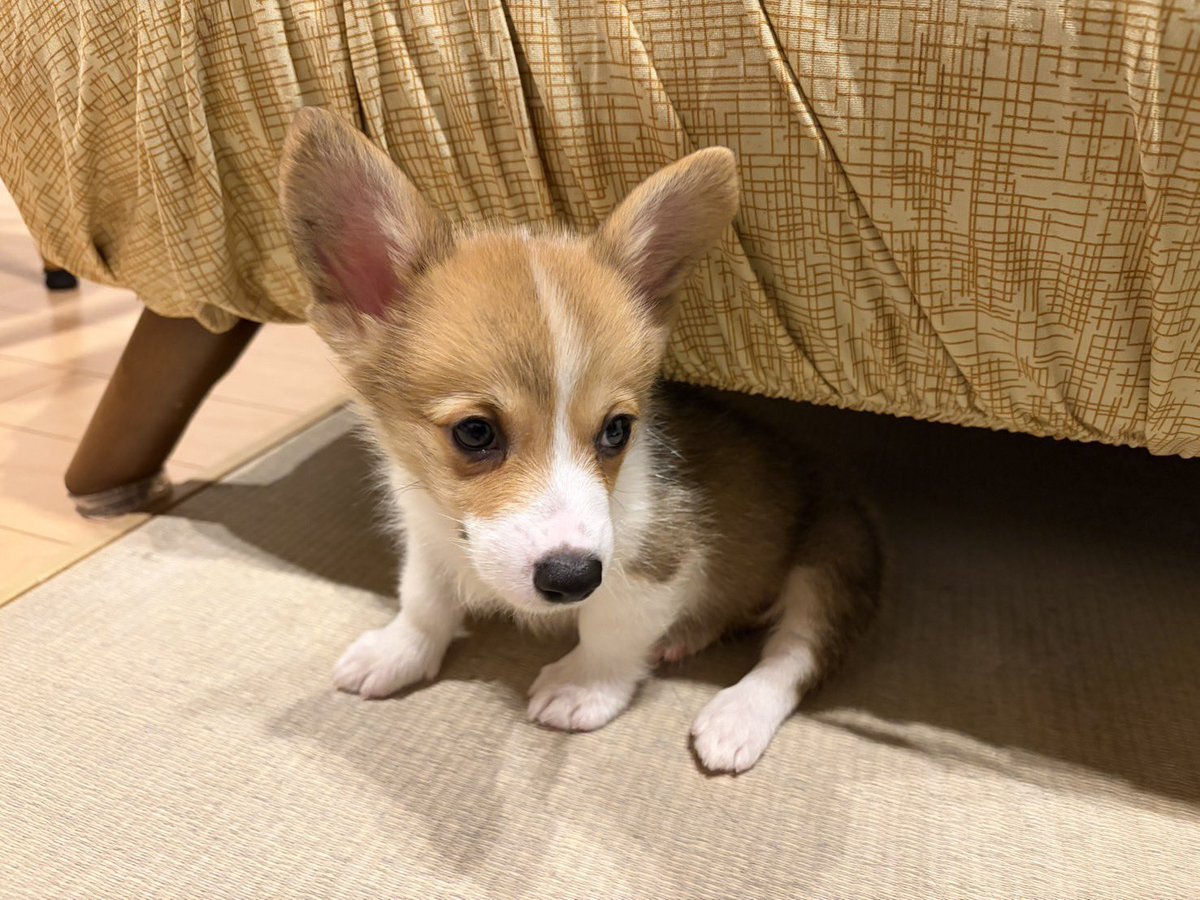 16clcl's tweet photo. 生後2ヶ月のサイズ感がたまらん https://t.co/mkeJ8bodFW