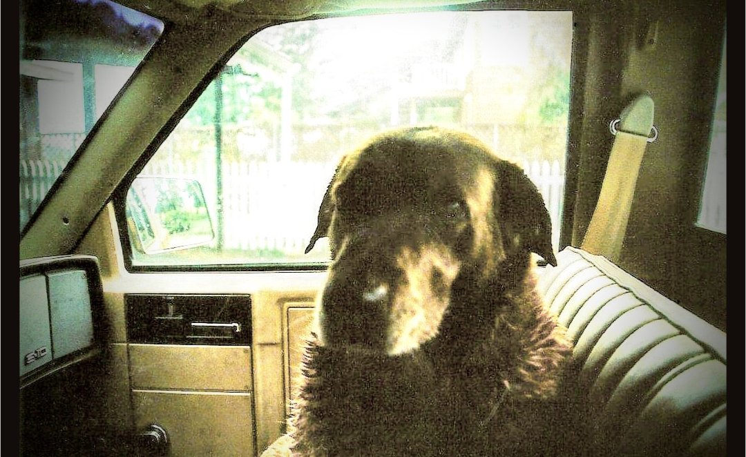 brendanmjones's tweet photo. There is an irony in finding myself defending dogs declared dangerous.
One of my first memories is a terror of dogs so complete I can still name its source.
One morning in the early 1980s, my mother hitched a trailer to her bicycle and loaded my sister Beth and me into it for a ride around the island. Mom was — and still is — an accomplished cyclist. She and my dad had ridden across Europe and the Pacific Northwest. She could fly.
Beth and I faced backward, lost in our own world, repeating an invented line we found hysterically funny: “Moon in the potty!” We had no idea what it meant. We only knew the sound of the words sent us into helpless laughter, loud enough that Mom heard us over the wind in her face, even though we were facing the other direction.
Looking at the road behind us, we saw what she could not. A neighbor’s German Shepherd, "Goldie" — poorly socialized, unloved, and mean because its owners were usually too stoned to care and probably beat the poor thing — had gotten loose and locked onto us.
We watched, helpless, as it closed the distance, barking ferociously, fangs bared.
We screamed.
Mom leaned into the pedals. The ten-speed Peugeot surged. Beth and I rocked forward.
It wasn’t enough. Not by a lot.
In a few seconds, Goldie was on the trailer, teeth sunk into the fabric. I covered my little sister. I closed my eyes.
I don’t remember the rest.
What I do remember is fearing dogs in a way that struck all my friends as irrational. I carried that fear for years. I didn’t want to see a dog, let alone own one.
When I was eleven, a friend lent me the classic by Wilson Rawls, Where the Red Fern Grows. I fell in love with Little Ann and Old Dan.
Not long after that, I was at one of Beth’s soccer games when I heard whimpering from a big Texas Instruments box on the sideline. A crowd had gathered around it. I walked over.
Five or six Labrador puppies were inside. The man who had brought them — one of the players’ dads — handed me a healthy-looking golden pup. It started licking my hands. But my eyes went to a little brown puppy curled quietly in the corner of the box.
“You don’t want her,” the man said. “She’s the runt. This one’s healthier.”
That sold me. I was taking the little brown runt home with me that day.
By the time we got there, we had named her Mocha, given her a voice, and invented a backstory.
“I’m from Texas,” she would tell us. “A little place called Instruments.”
Mocha didn’t shut up for the next fifteen years.
I never feared another dog after that.
Ironically, we had a terrible neighbor then who tried to have Mocha declared a dangerous dog. He had no reason beyond bitterness. There was no basis for the claim, and it was the early nineties, when everything was better, including Animal Control's work. Mocha lived a charmed life.
(More about Mocha: https://t.co/zFg5xeYwZk)
He was seriously the worst. He shot my sister’s pet rabbit in our own yard, then later stabbed his own cat to make it look as if local kids had been up to no good when the sheriff came around. We had proof it was him. A basic forensic look showed the round had been fired from the direction of his porch.
On the night of the incident, we saw him and his wife moving around secretly inside their house with candles. The next day, when we asked if they had seen anything, they answered, guiltily, “We weren’t even home last night.”
We hadn’t said it happened "last night." And yes, they were. We had seen them.
He went on to shoot another neighbor’s dog. In the stomach. The dog survived, but barely.
The banality of evil. Poetically, his last name was Hook.
I am delighted now to find myself on the side of the Lucys, Snuggles, Majors, and the other Lost Boys wrongfully condemned — yes, even the Goldies — standing up against the Hooks of this world, even if they have the law on their side.
#SaveSnuggles