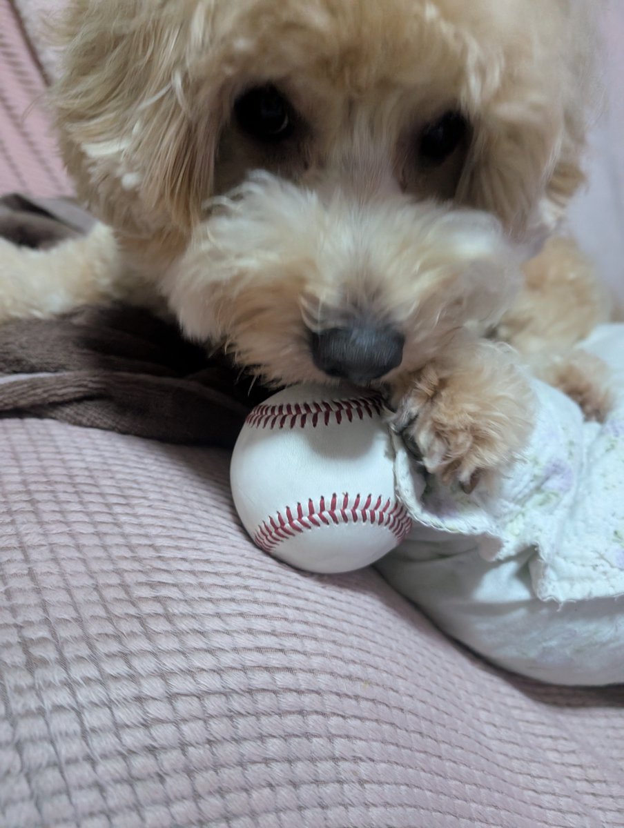Rie29ys's tweet photo. 昨日試合でGETしたファールボール⚾ 愛犬のおもちゃに🐕 ͗ ͗ https://t.co/9xLikpaYUW