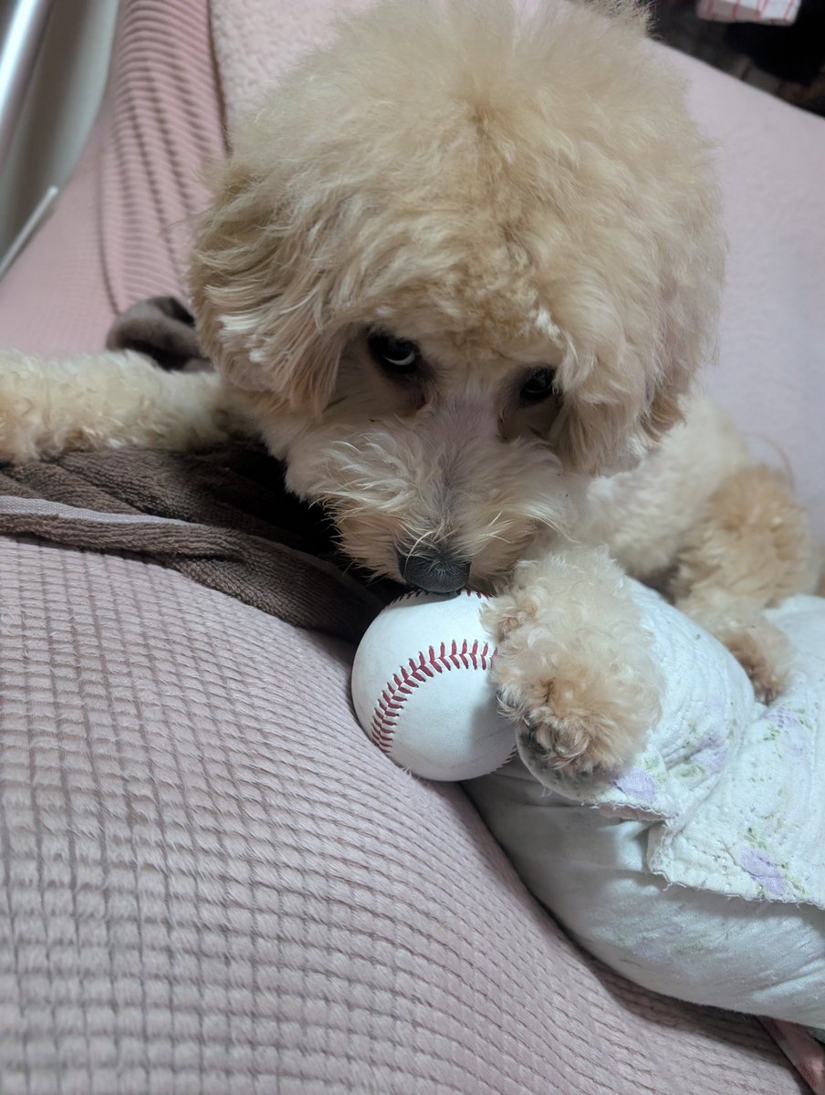 Rie29ys's tweet photo. 昨日試合でGETしたファールボール⚾ 愛犬のおもちゃに🐕 ͗ ͗ https://t.co/9xLikpaYUW