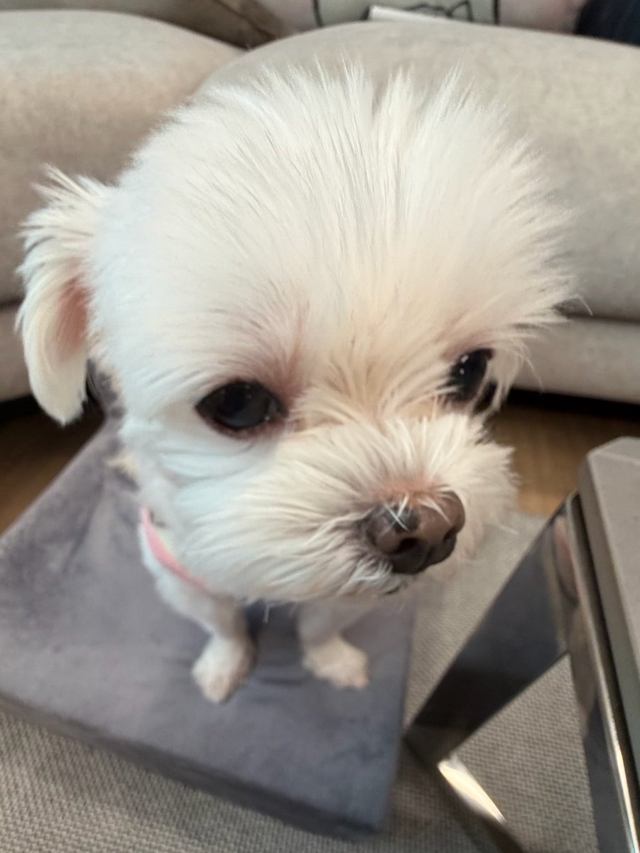 uuvanna's tweet photo. 님아 코에털묻엇어요 https://t.co/1EoFY9YGdb