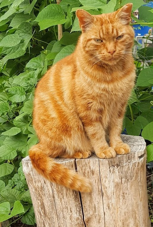 AllotmentCat's tweet photo. (Betty)

It's 4 years today since lovely Red Fred left us to join his best friend E.T. 🌈

Red Fred was E.T.'s carer and was always by her side, helping her to walk.

He must have beendevastated when she died and only a month later he joined her. 🌈

Rest in Peace sweet boy, you will never be forgotten.