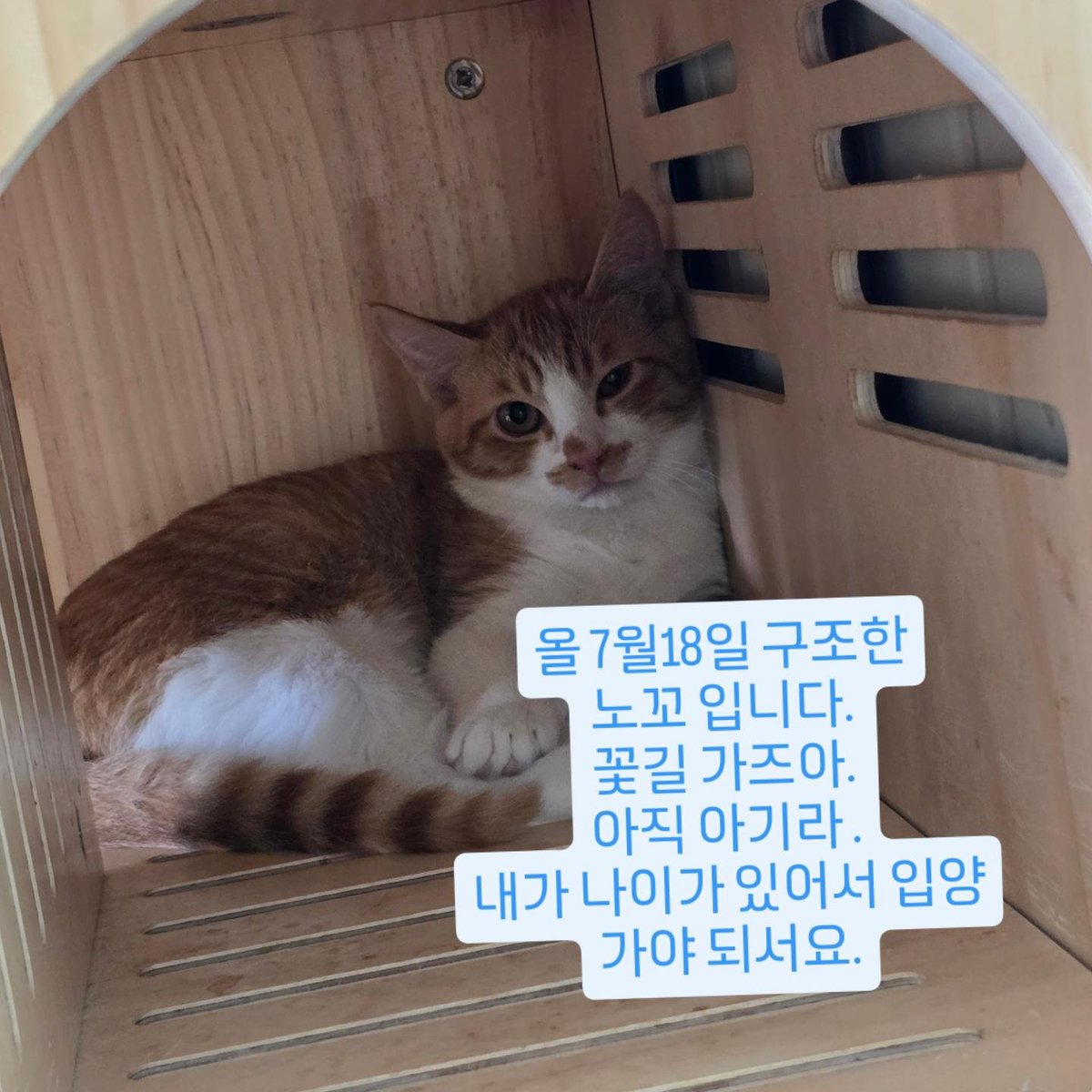 sinchunsug97804's tweet photo. 울 노꼬 입양 좀 해주세요.
3개월 아가 에요.
제가 나이도 있고 아픈곳도 많고 워낙 일이 많아서요.
앞앞이 사연이 있어서 구조하니 요런 꼬물이들은 젊은 엄마 만나서 행복하게
잘 살길 바래요.
7월 18일 비가 오고 하니
4층 계단에서 울고 있다고
가게 와서 얘기 해서 구조를
했어요.
감사 합니다. https://t.co/48xgkfLoKv