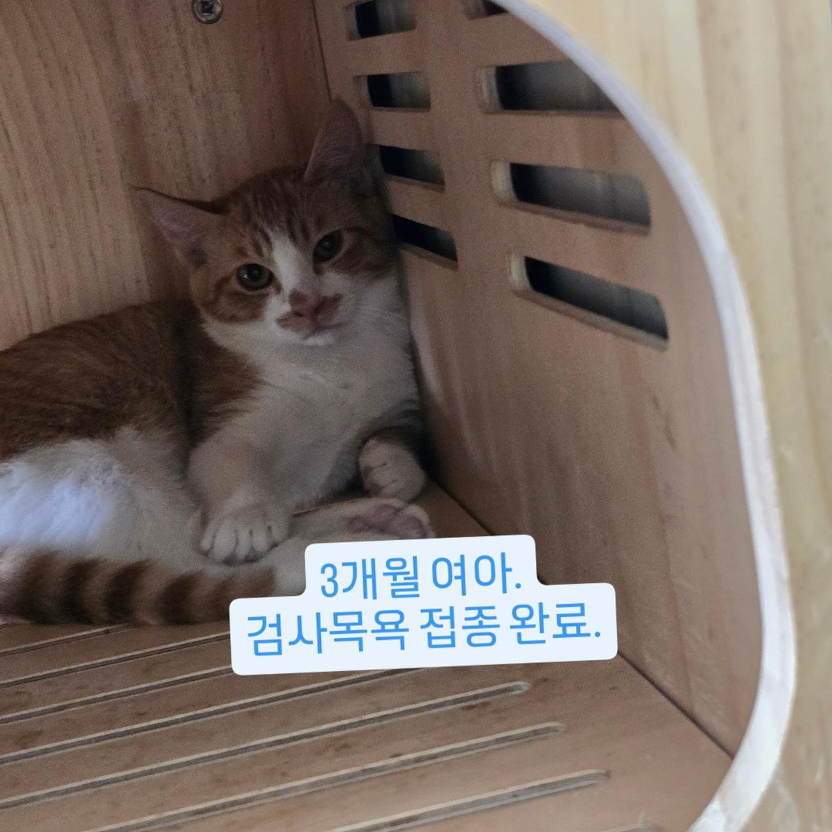 sinchunsug97804's tweet photo. 울 노꼬 입양 좀 해주세요.
3개월 아가 에요.
제가 나이도 있고 아픈곳도 많고 워낙 일이 많아서요.
앞앞이 사연이 있어서 구조하니 요런 꼬물이들은 젊은 엄마 만나서 행복하게
잘 살길 바래요.
7월 18일 비가 오고 하니
4층 계단에서 울고 있다고
가게 와서 얘기 해서 구조를
했어요.
감사 합니다. https://t.co/48xgkfLoKv