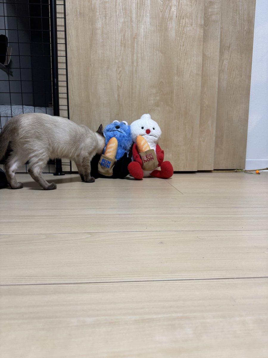 carume0728's tweet photo. すんすん達がいたるところにいますにゃ😽

#スン活女子
#猫 https://t.co/tqqhRNrJqz