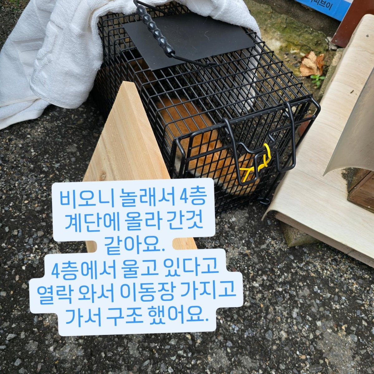 sinchunsug97804's tweet photo. 울 노꼬 입양 좀 해주세요.
3개월 아가 에요.
제가 나이도 있고 아픈곳도 많고 워낙 일이 많아서요.
앞앞이 사연이 있어서 구조하니 요런 꼬물이들은 젊은 엄마 만나서 행복하게
잘 살길 바래요.
7월 18일 비가 오고 하니
4층 계단에서 울고 있다고
가게 와서 얘기 해서 구조를
했어요.
감사 합니다. https://t.co/48xgkfLoKv