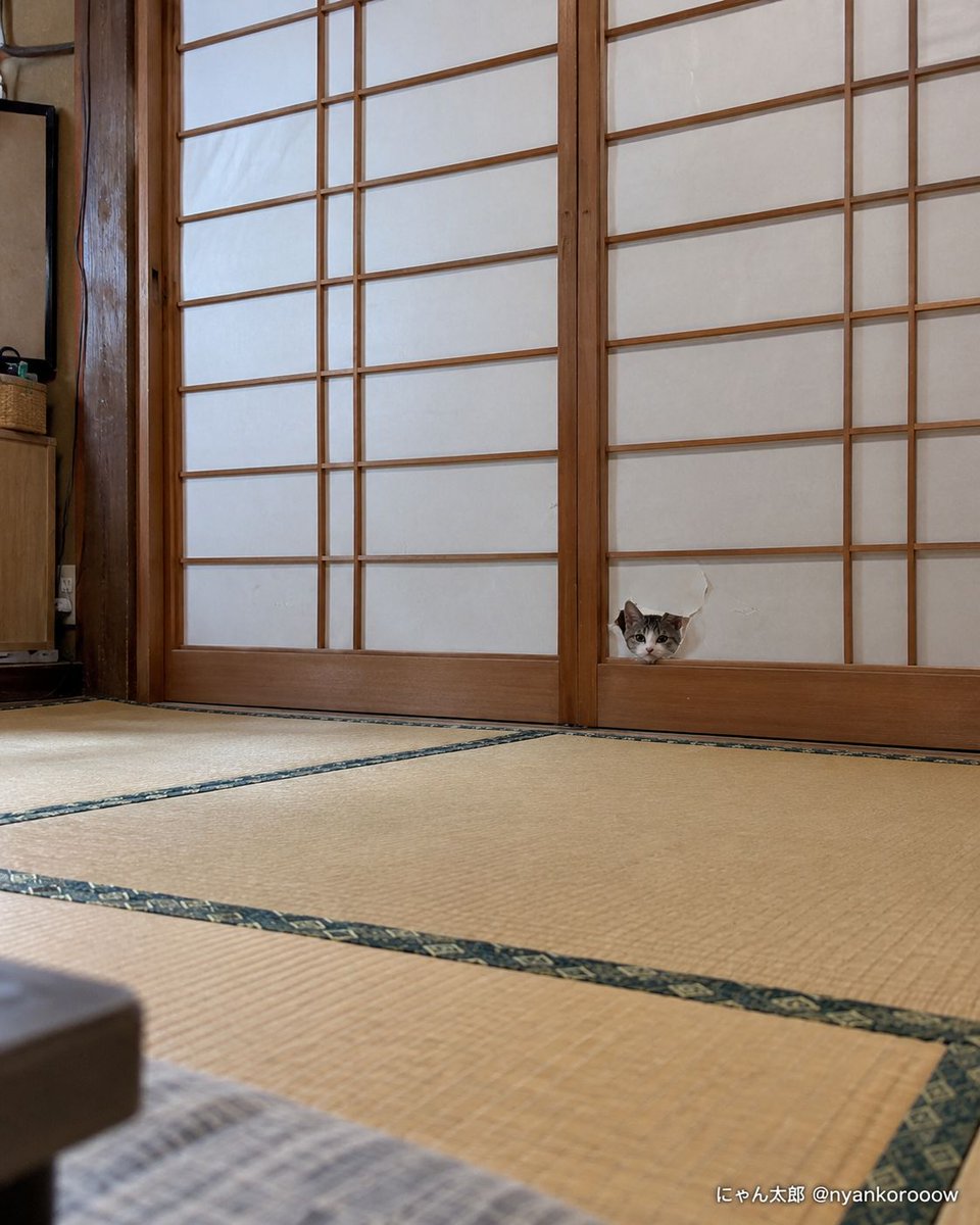 nyankorooow's tweet photo. 障子の張り替え、終わりました？ https://t.co/2geALODcmx