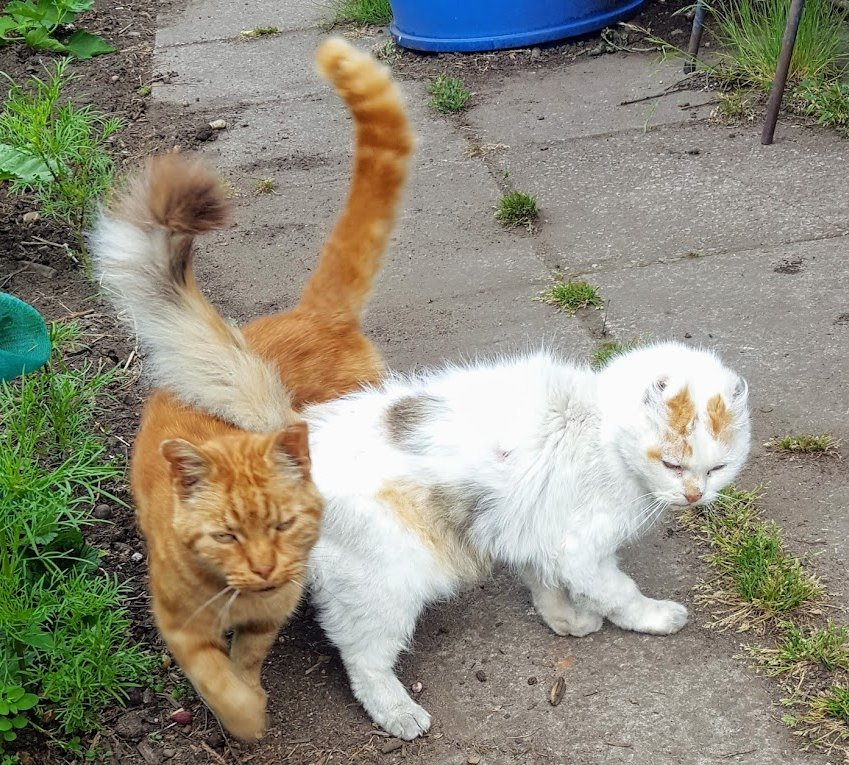 AllotmentCat's tweet photo. (Betty)

It's 4 years today since lovely Red Fred left us to join his best friend E.T. 🌈

Red Fred was E.T.'s carer and was always by her side, helping her to walk.

He must have beendevastated when she died and only a month later he joined her. 🌈

Rest in Peace sweet boy, you will never be forgotten.