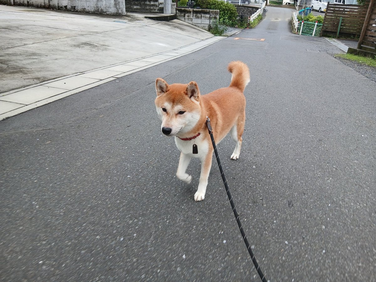 k20230805's tweet photo. 本日は坂道を歩いて運動不足解消するで😁 https://t.co/OG7pHtjklD