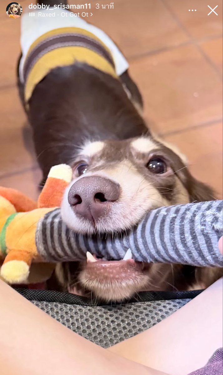engfadom's tweet photo. ม่ามิ๊เล่นกับด็อบบี้หน่อยค้าบ 🐶😝 #ด็อบบี้ศรีสมาน 

©️ dobby_srisaman11

ENGFA THE BELOVED STAR27
#อิงฟ้ามหาชน #EngfaWaraha @EWaraha https://t.co/zqXNcDqSiM