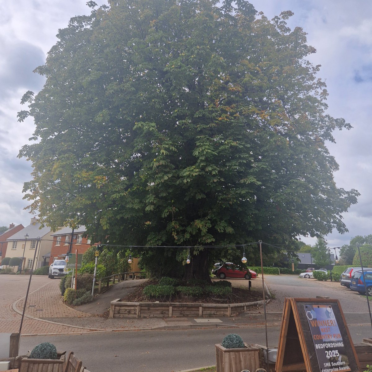 TheBellStudham's tweet photo. Please be careful walking under our conker tree! With the windy weather they are dropping! But once around the tree, we look forward to welcoming you for delicious roasts & familiar favourites this Sunday. Pop in or tel 01582 872460 Just minutes from #WhipsnadeZoo #placestogo https://t.co/rqOrRhSZBi