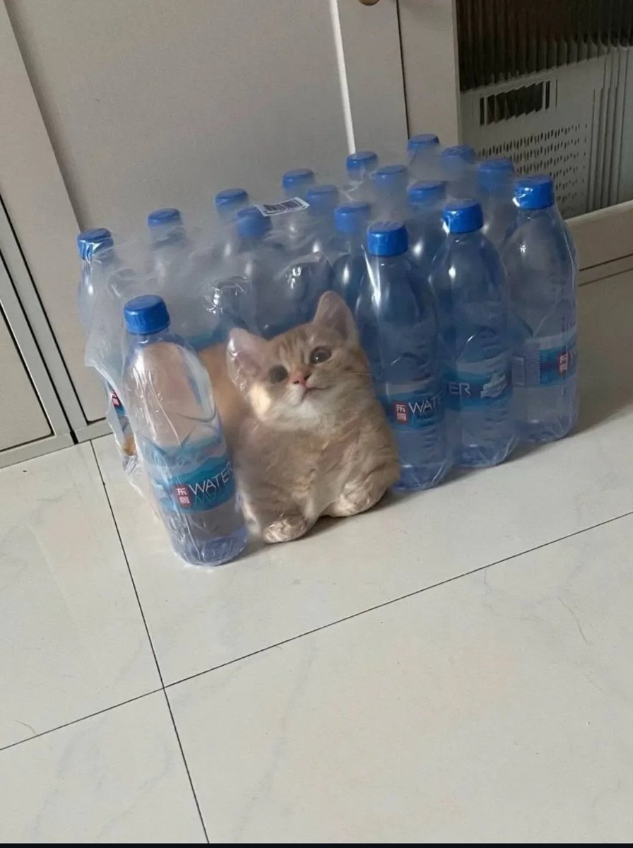 cutestscats's tweet photo. https://t.co/a9JjKONhrq