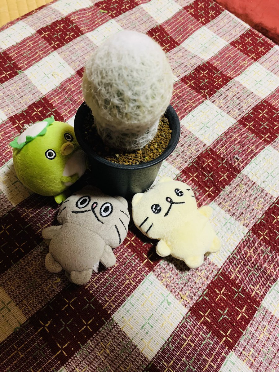 neko0002929's tweet photo. NEWサボテン🌵ふわふわした白いとこが意外とかため https://t.co/NECOWrjXKy