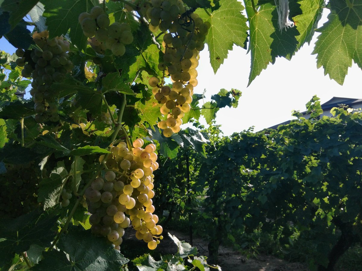 karrinayuh's tweet photo. #fruitposting https://t.co/qbPnyH3Y8G
