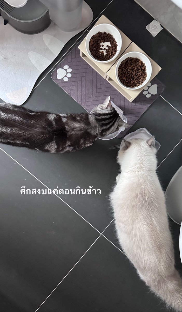 nsblossoms's tweet photo. ศึกสงบแค่ตอนกินข้าว
#July & #Jiaojiao
#NuNew @CwrNew 𐙚💗 https://t.co/xzvn5LAWin