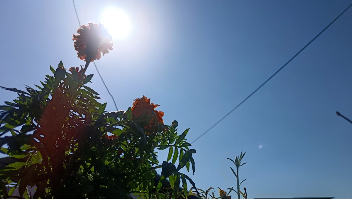 Markhyuckverse_'s tweet photo. #skiesformarkie with little flower at side 🤗 https://t.co/2tLMaNdqB1