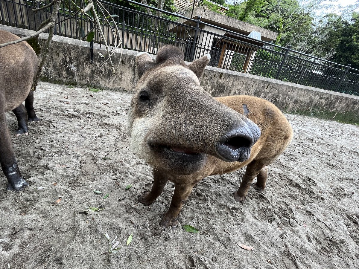 hirakawazoo's tweet photo. #アメリカバク のオスのキョンツーが2026年9月27日に死亡しました。
1996年8月14日生まれの30歳で長寿でした。
性格は穏やかで、飼育員に気づくと近寄ってくる、とても人懐っこいバクでもありました。
キョンツーを愛してくださった皆様、今までありがとうございました。 https://t.co/9Z9UxEkHFi