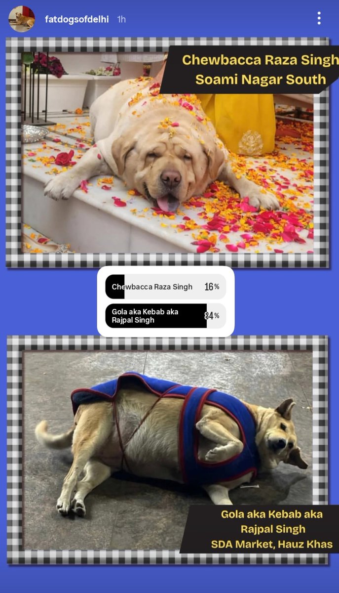 ManasKushwaha29's tweet photo. letss goo guyss dont forget to vote for rajpal singh 
kinda feeling bad for raza singh tho ]:

#fatdogsofdelhi https://t.co/bgs654lSB2