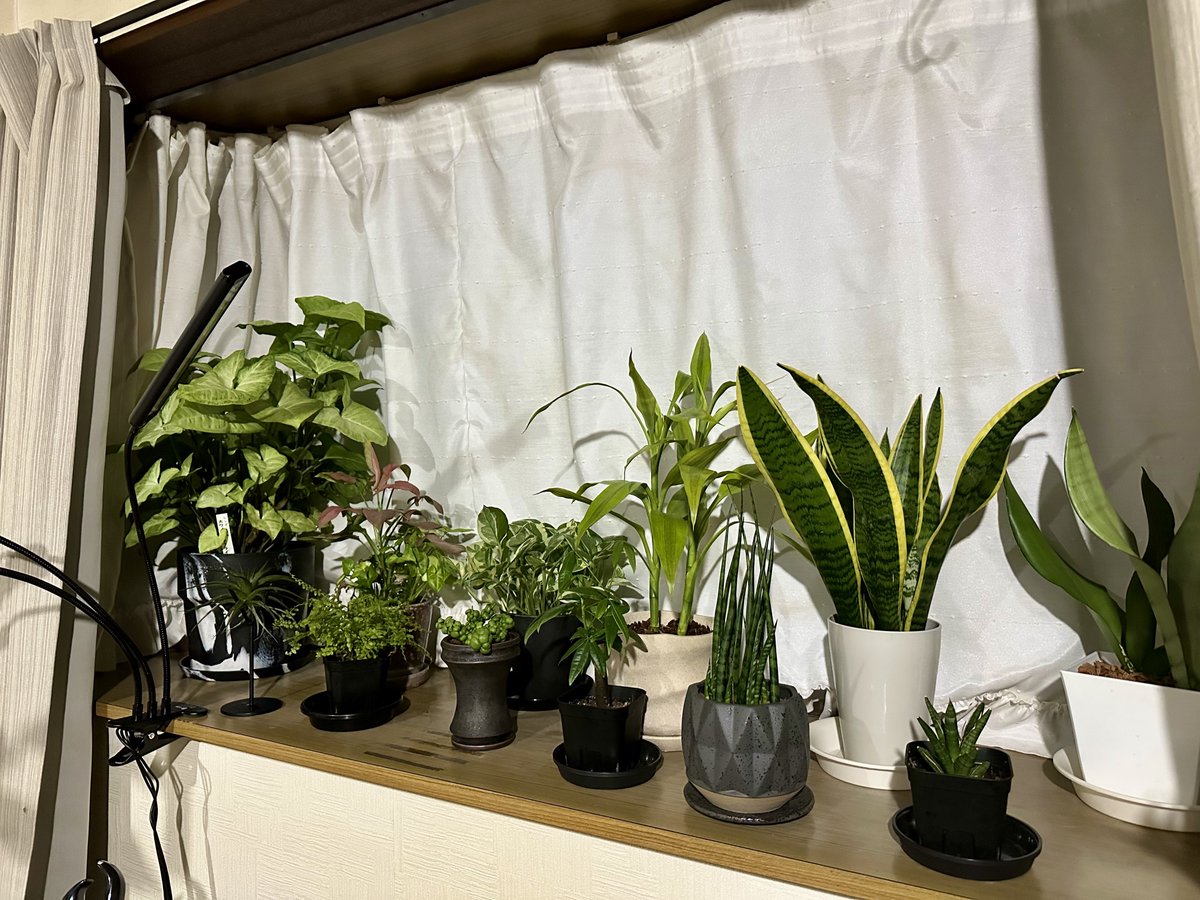 lucaparison0722's tweet photo. 観葉植物の大半を出窓に置いているのだが、冬の窓際は植物にとって極寒らしいので、置き場所を考えなくてはいかんな🤔ポトス・エンジョイ以外は初めての冬越しになるから早めに対策しないと。いい感じのスタンドとかラックみたいなのがあれば楽かな。 https://t.co/ADJ19eHVSs
