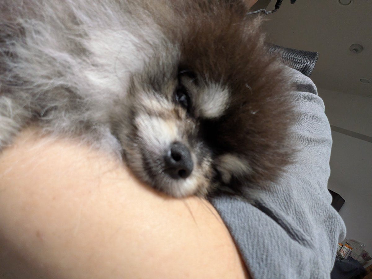 twitch_yan's tweet photo. 抱いてたらうつらうつらしてるわんこ

かわいい https://t.co/BRmMXwRHSW