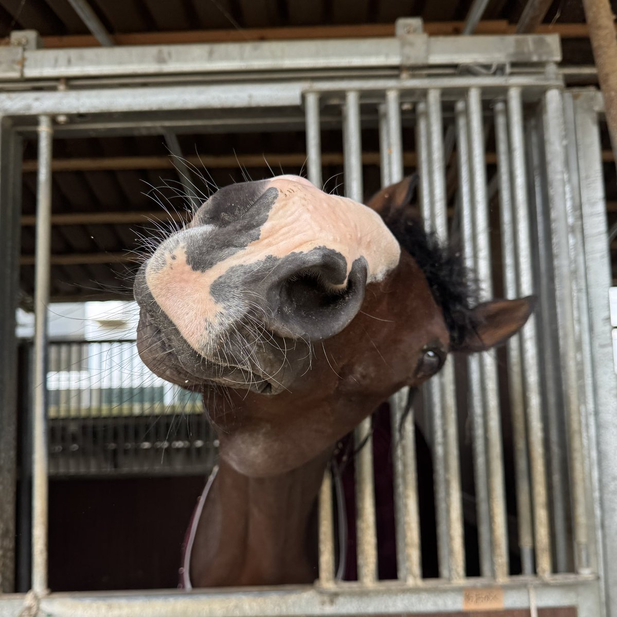 dolcemore___'s tweet photo. ぼくの朝日杯わすれないで〜〜〜🐎
3度目だよ〜 https://t.co/2G5xzeB1H4