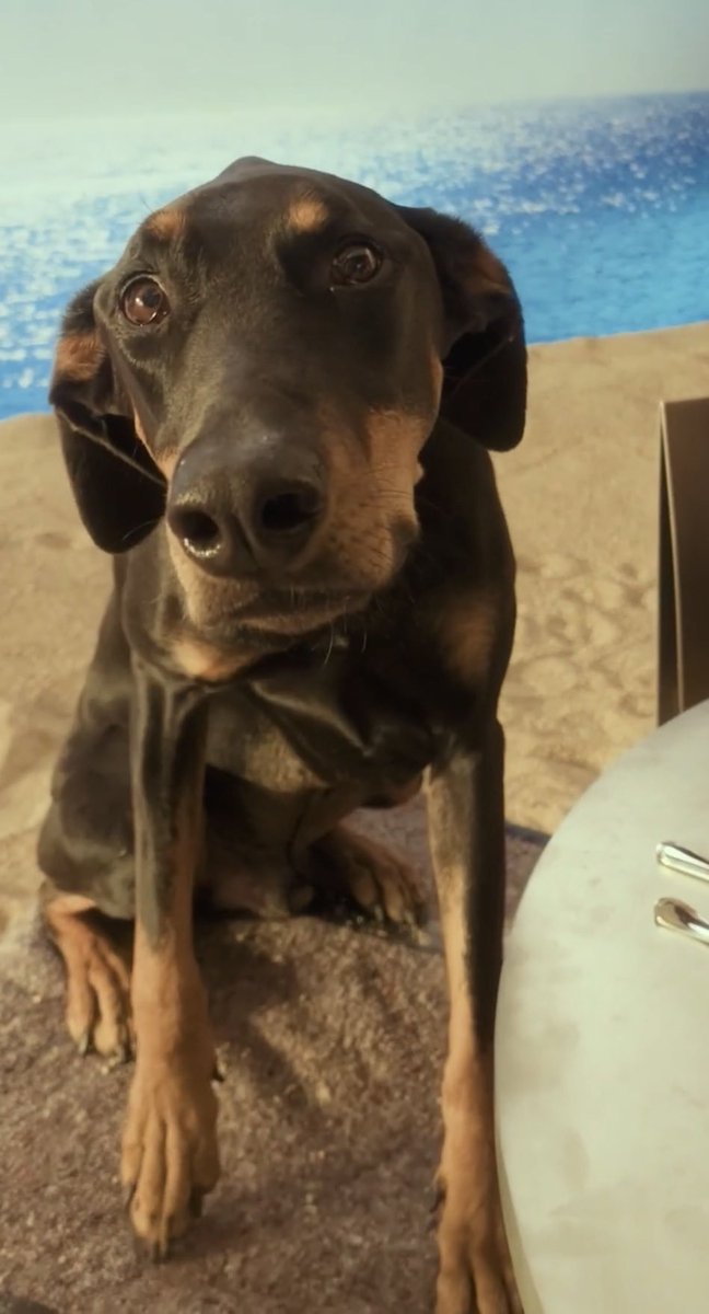 S_tzzoro's tweet photo. เจ้านายให้ถุงเท้าแก่ด๊อบบี้ ด๊อบบี้เป็นอิสระแล้ว https://t.co/BYGgenj4bq