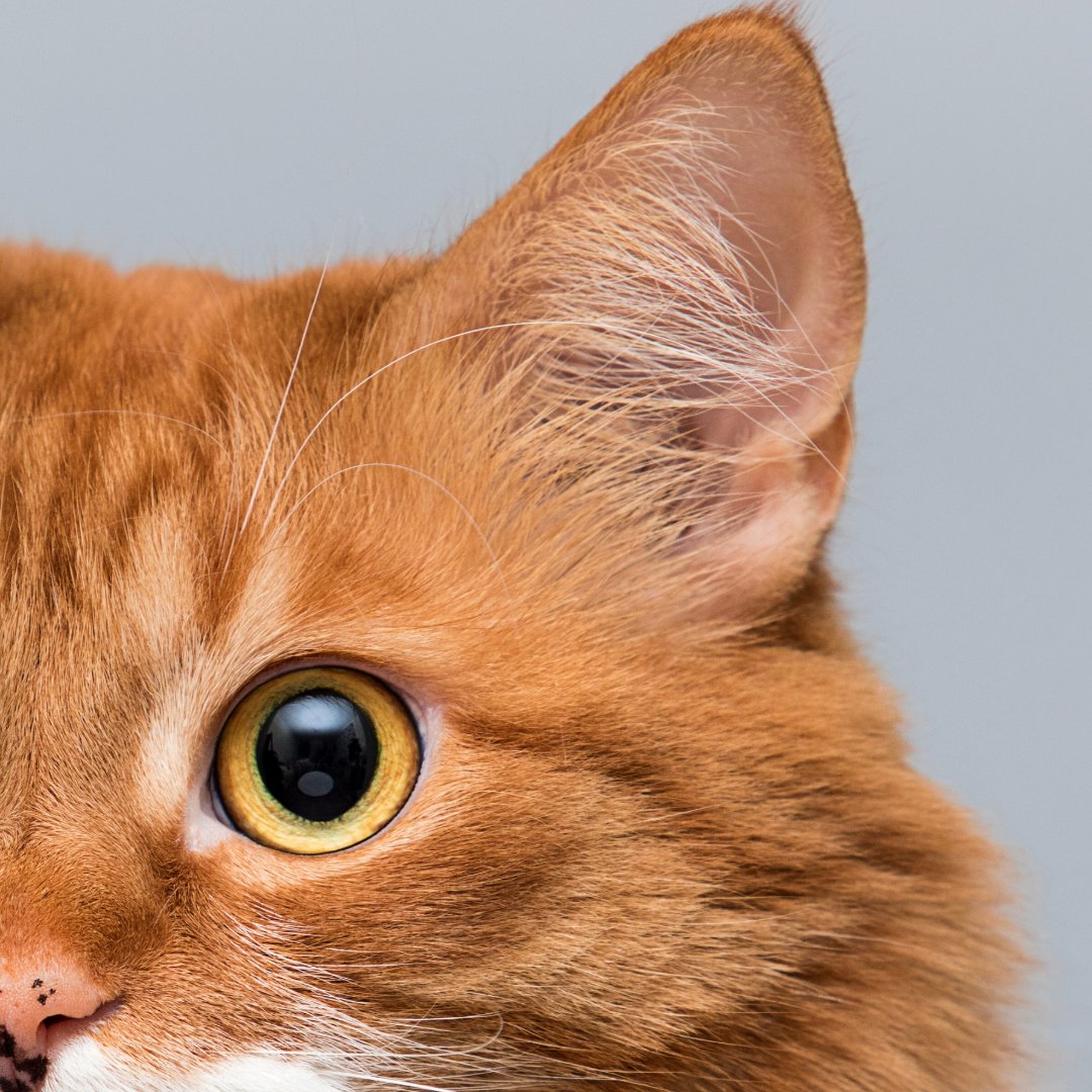 ProflaxNatural's tweet photo. Cat ears are incredible 🐱👂
Cats have 32 muscles in each outer ear, allowing them to move and rotate their ears to help pinpoint exactly where a sound is coming from.
👉 Explore everyday support: https://t.co/B9poBoa6iq
#CatFacts #CatEars #CatLovers #FunnyCats #CatCare https://t.co/iSIZpJwYN4