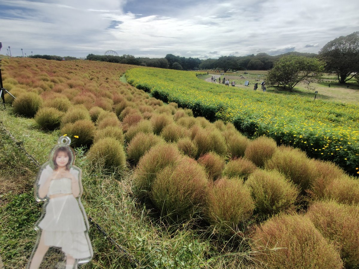 mnkrfm's tweet photo. コキアとコスモスとリコリスいっぱい見れたね美希ちゃん。 https://t.co/yQgqkfpWi8