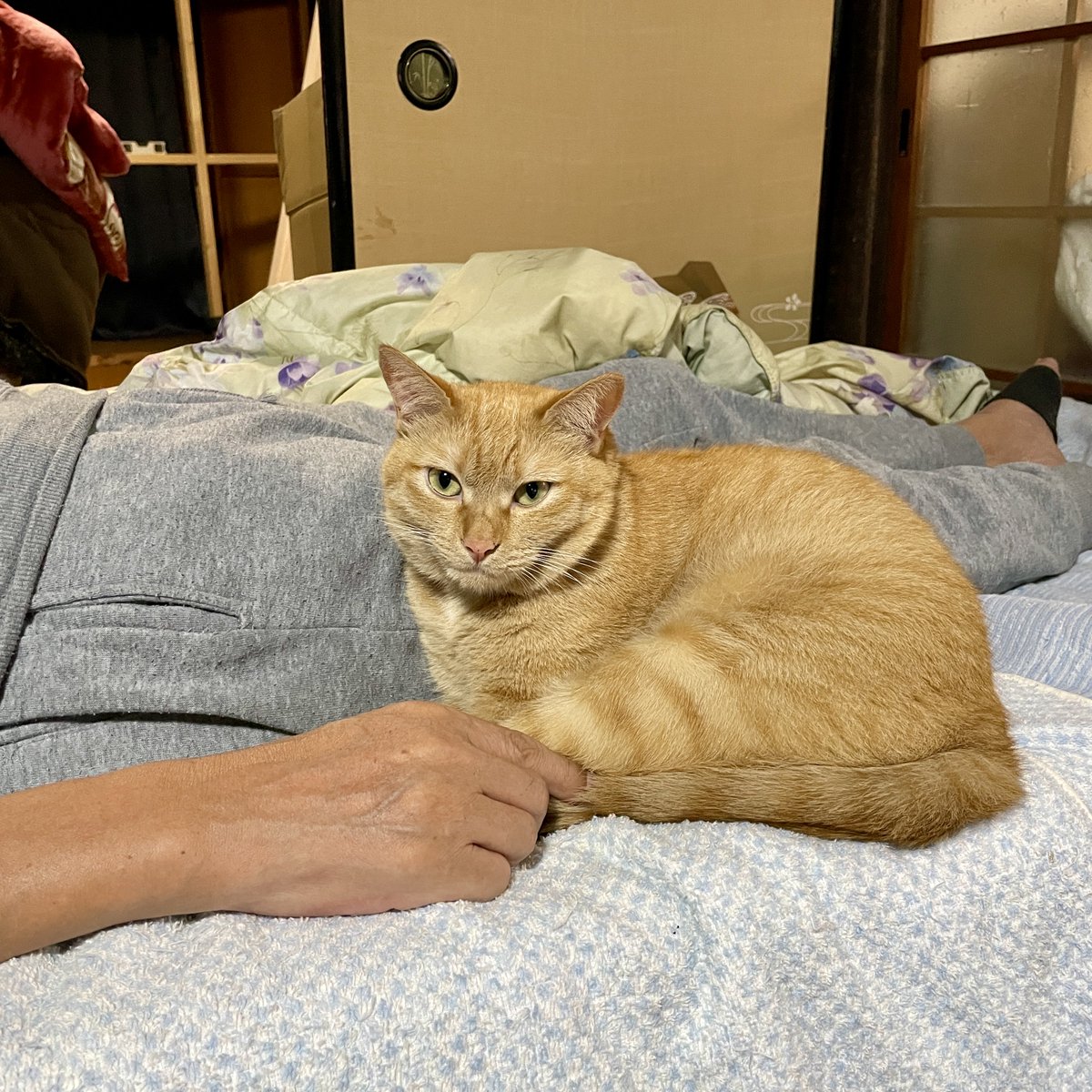 cMelted's tweet photo. 俺には猫がちっとも寄り付かん、と拗ねていた父(退院した)
大丈夫寄り付いてる。ただし寝た後に🐈⸒⸒⸒⸒
 #きなこ #毛玉ズ https://t.co/F1BMx72WIX