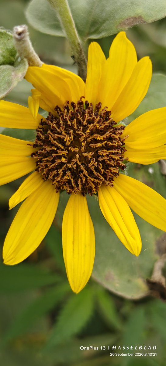 WIHUMADS's tweet photo. Yes, it’s Sunday… time for Yellow Sunday pictures! 💛 https://t.co/uDTwj5NH3g