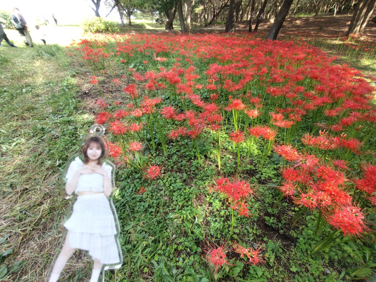 mnkrfm's tweet photo. コキアとコスモスとリコリスいっぱい見れたね美希ちゃん。 https://t.co/yQgqkfpWi8