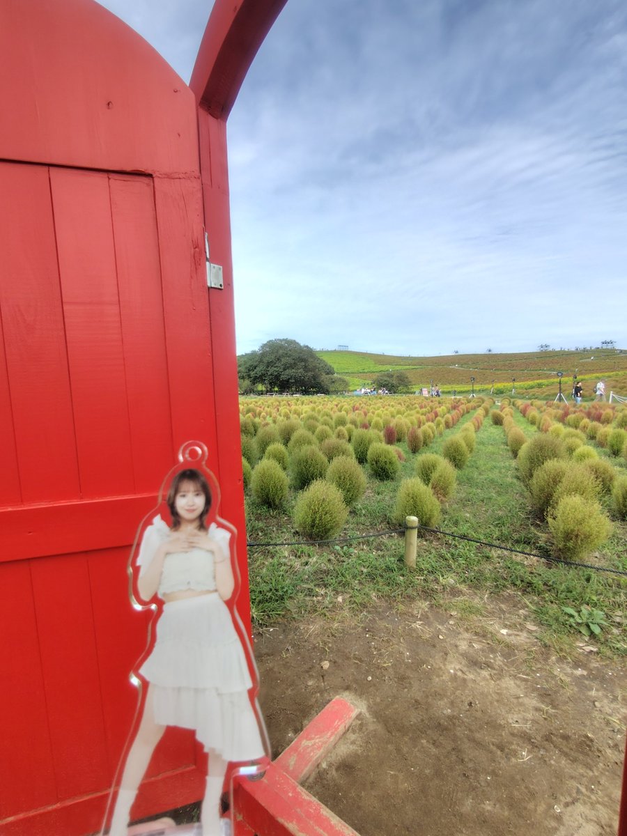 mnkrfm's tweet photo. コキアとコスモスとリコリスいっぱい見れたね美希ちゃん。 https://t.co/yQgqkfpWi8