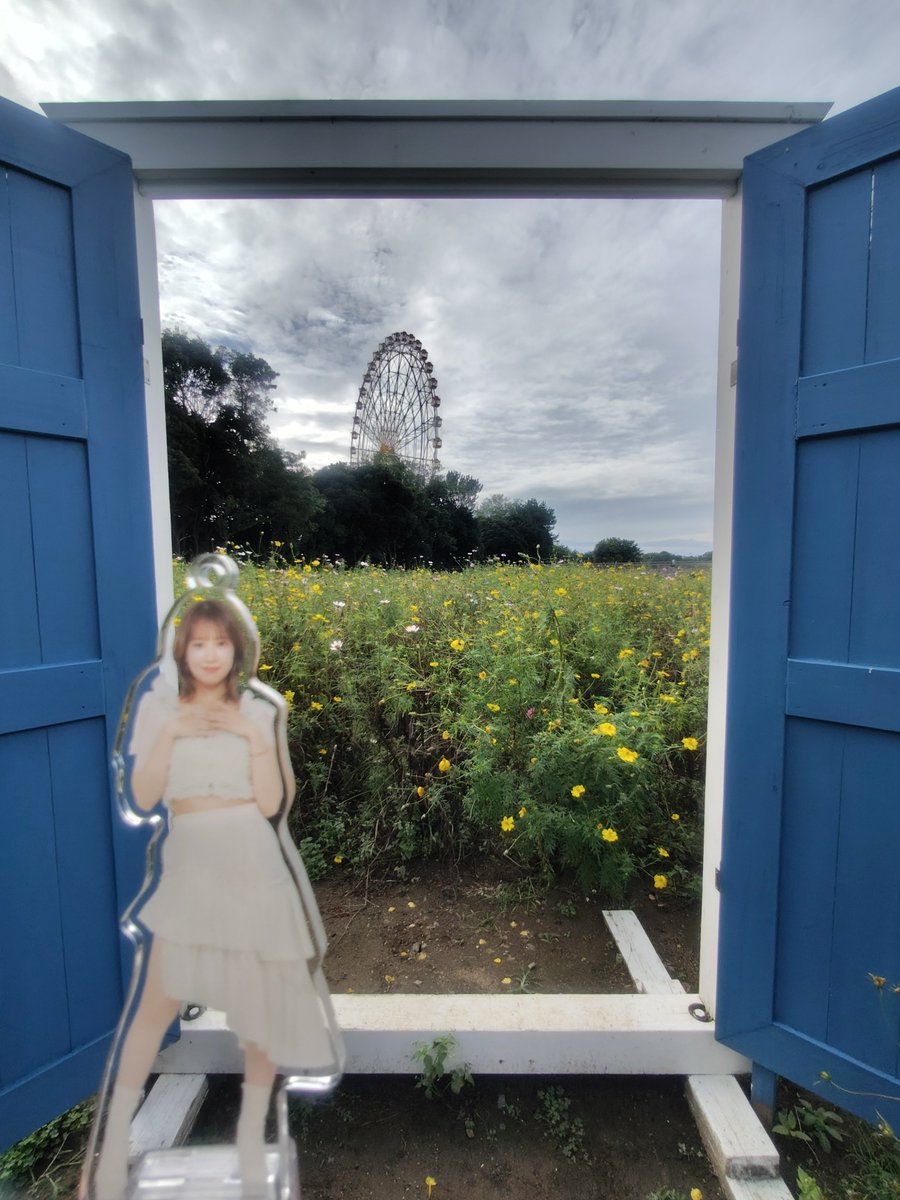 mnkrfm's tweet photo. コキアとコスモスとリコリスいっぱい見れたね美希ちゃん。 https://t.co/yQgqkfpWi8