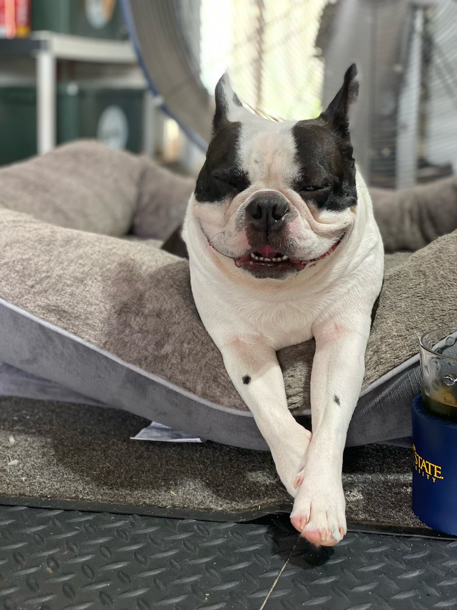 markgaski's tweet photo. @bterrierdogs Mr Biggs https://t.co/KqafBolqxE
