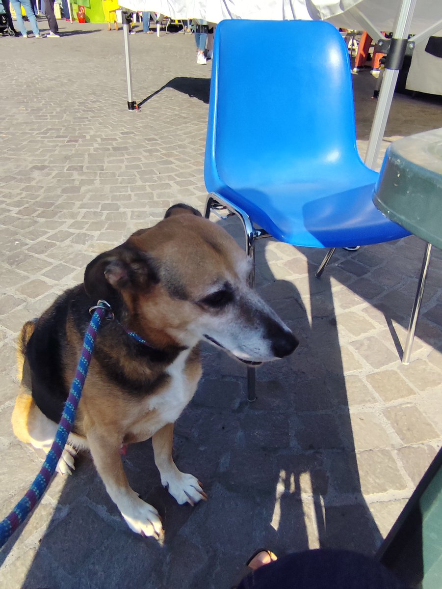 JackAndTimos's tweet photo. Sunday morning at the local organic farmers’ market, with everything sourced from nearby. #km0 #rho🌱🐾
#rescuedog https://t.co/LiLBaNvKXI