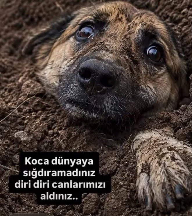 Dilaraerkmen_'s tweet photo. Bütün kötülükleri perdelemek için toplumdaki bütün öfkeyi ve dikkati gariplerin üzerine yönelttiler.

Tam 4 yıldır yasa öncesi ve sonrası algı, yalan haberler, manipülasyonlar, hedef göstermeler nedeniyle tartışmalar ve katliamlar hiç bitmedi.

DURMADILAR.

Sonuçta kaybeden yine masumlar oldu.

Yaktığınız kadar yanın.
Ağlattığınız kadar ağlayın.