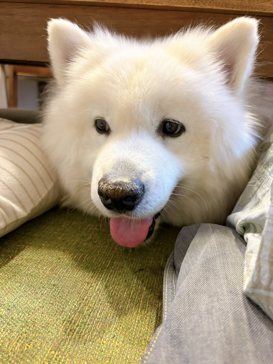samoyedsunny's tweet photo. 食事中にパパとママの間にお邪魔してくるテーブルの下のサモエドが可愛すぎる https://t.co/AdQ6RhEjDI