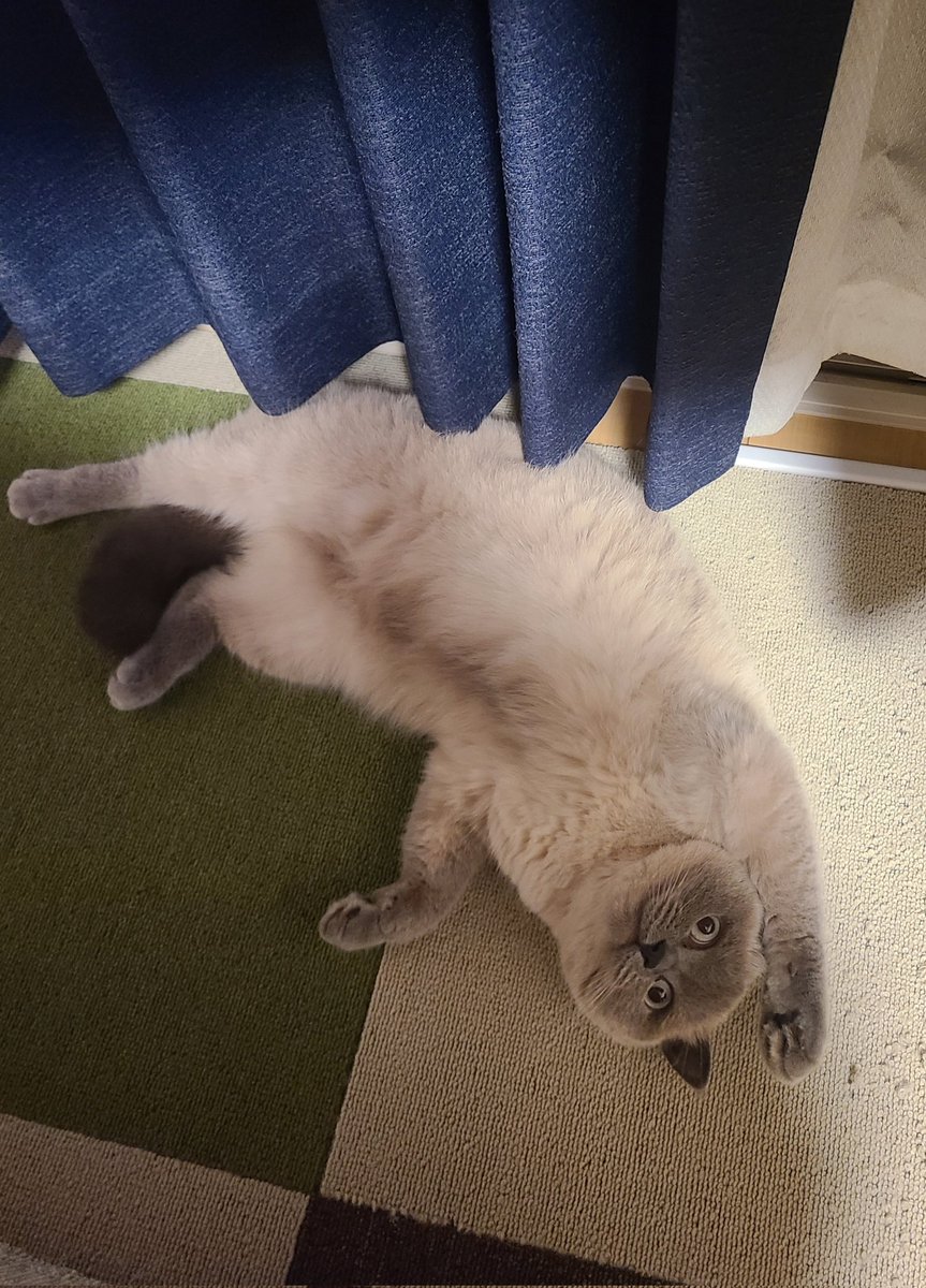 kyoooooooooo_'s tweet photo. ワキを見せつけてドヤる猫

#はなまる
#ブリティッシュショートヘア https://t.co/lvHYi4ff6P