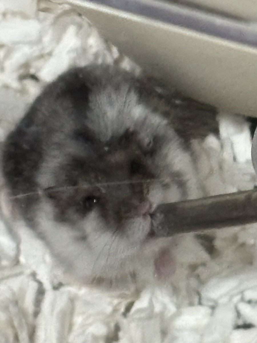 meechan556's tweet photo. すごい顔で水飲むハムスター https://t.co/s9beaCZyOU