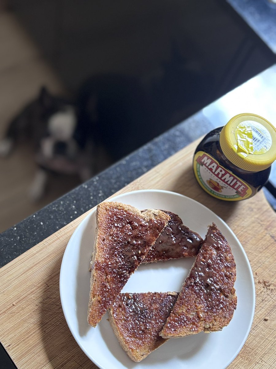 Markie2572's tweet photo. If I needed to set a trap for a Boston terrier, I’d definitely bait it with hot buttered toast and marmite 🙄😁😅#marmite #bostonterrier #bostonterriers https://t.co/ULuDXV8fHP