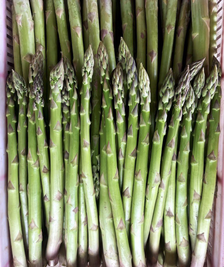 jokdm42849525's tweet photo. 🌱アスパラ好き必見企画🌱

『日本産🌱アスパラガス 5㎏（8,000円相当）』

抽選で5名様にお届け✨

【応募方法はこちら⬇️】
・本アカウントをフォロー
・リポスト🔁＆いいね❤️

応募締切：9/30 23:59

#懸賞 #プレゼント企画 #キャンペーン #懸賞好きさんと繋がりたい #プレゼント #アスパラガ https://t.co/Z6Ejvr1rCa