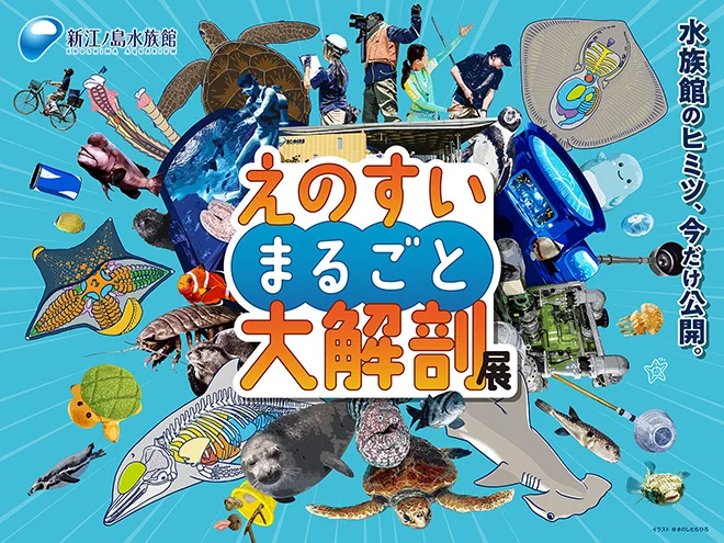 夏休み プレゼント カタログギフト チョイス 月島 江ノ島水族館 8月まで 新江ノ島水族館 on X: 