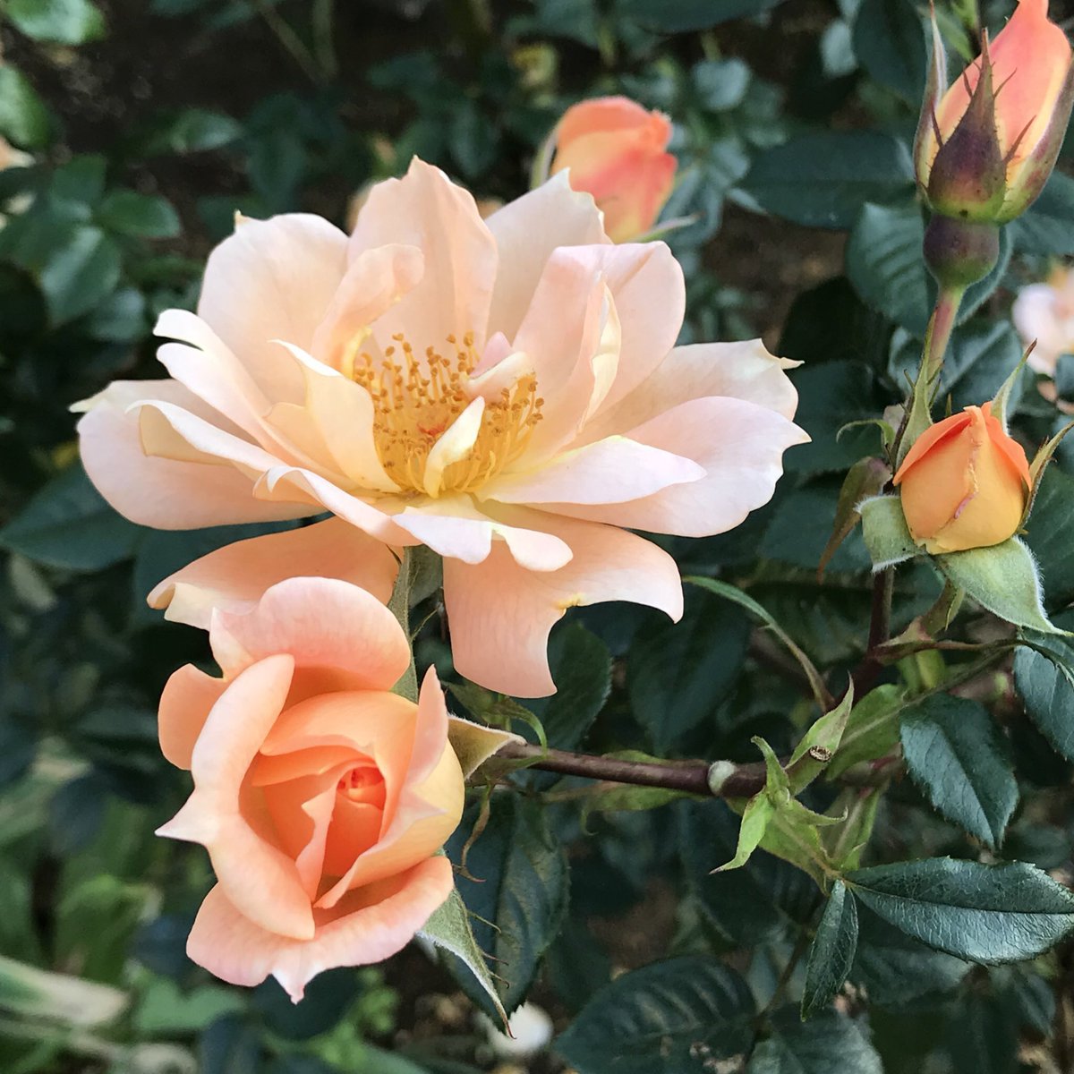 un_sept's tweet photo. おはよう♪♪ https://t.co/zLMX1DQBoQ