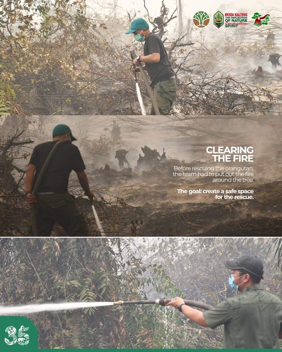 bornean_OU's tweet photo. #BREAKINGNEWS YOUNG WILD ORANGUTAN TRAPPED BY FIRE

On 25 September, a young female orangutan was found trapped high in a tree as fire surrounded the forest in Katune Village, Central Kalimantan. https://t.co/rpPCAsMrt0