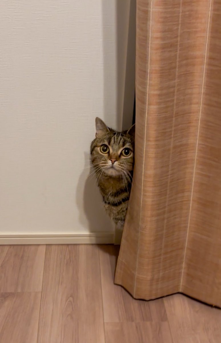 cat_anko3's tweet photo. ねこが行方不明だから名前を呼んで探してたらカーテンから顔だしてくれた🤭 https://t.co/lZ1K9psHvg